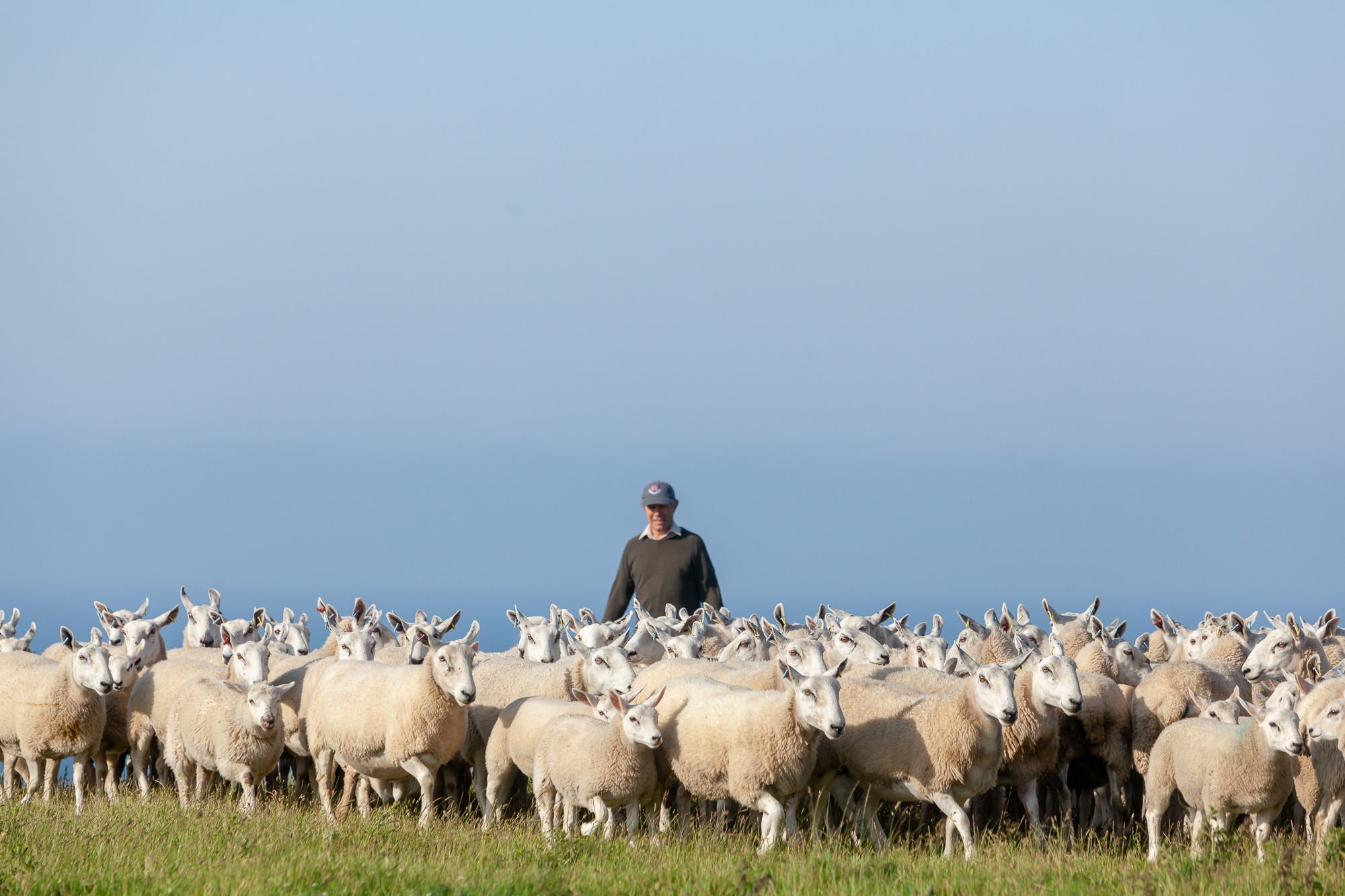 The Difference Between Lamb, Hogget & Mutton